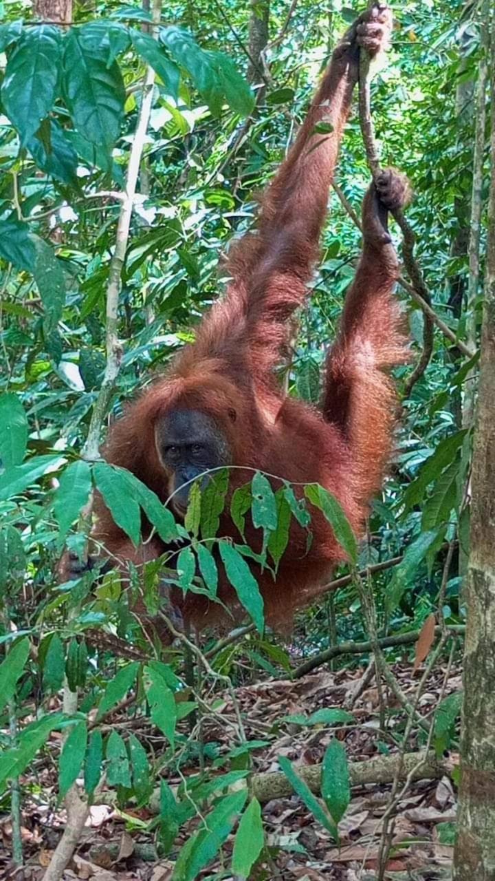 Pongo Guest House & Jungle Trekking Букіт-Лаванґ Екстер'єр фото