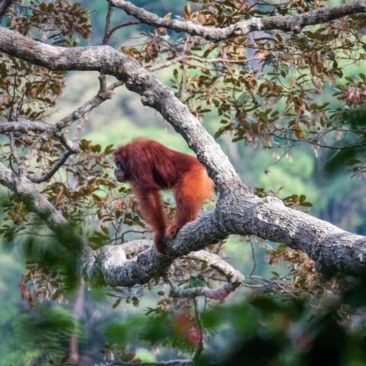 Pongo Guest House & Jungle Trekking Букіт-Лаванґ Екстер'єр фото
