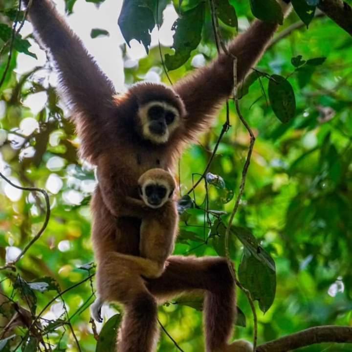 Pongo Guest House & Jungle Trekking Букіт-Лаванґ Екстер'єр фото