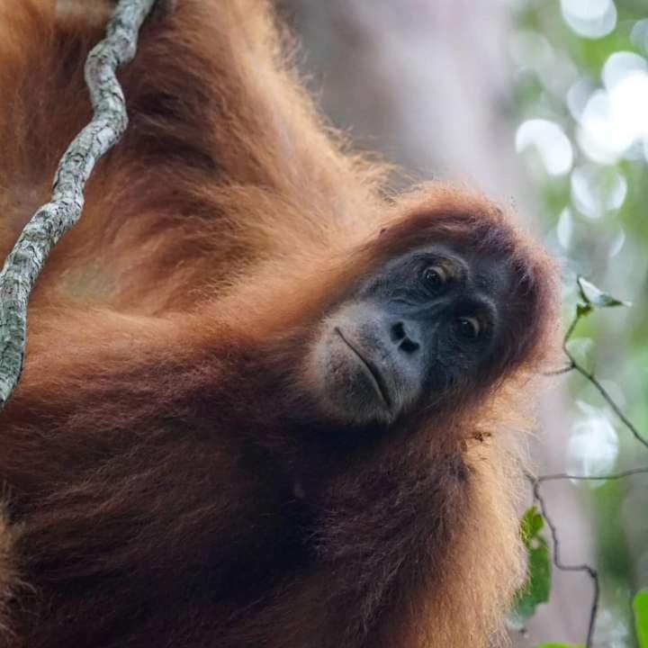 Pongo Guest House & Jungle Trekking Букіт-Лаванґ Екстер'єр фото